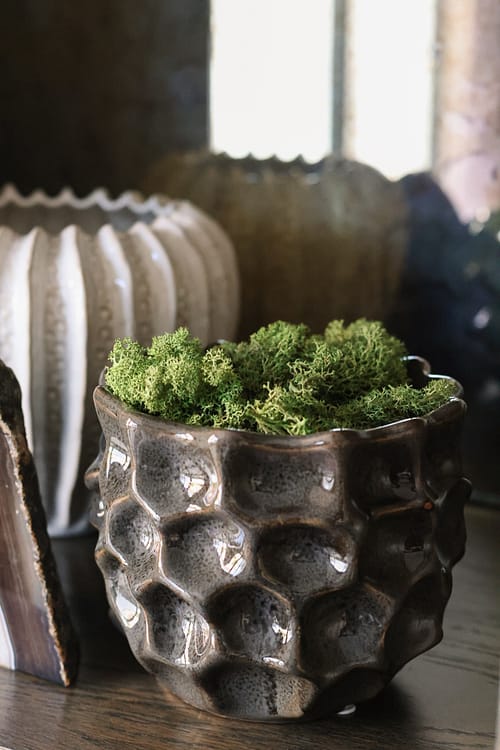 Moss in textured vase
